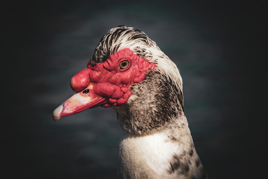 Muscovy Duck Portrait  Photograph by Chad Meyer
