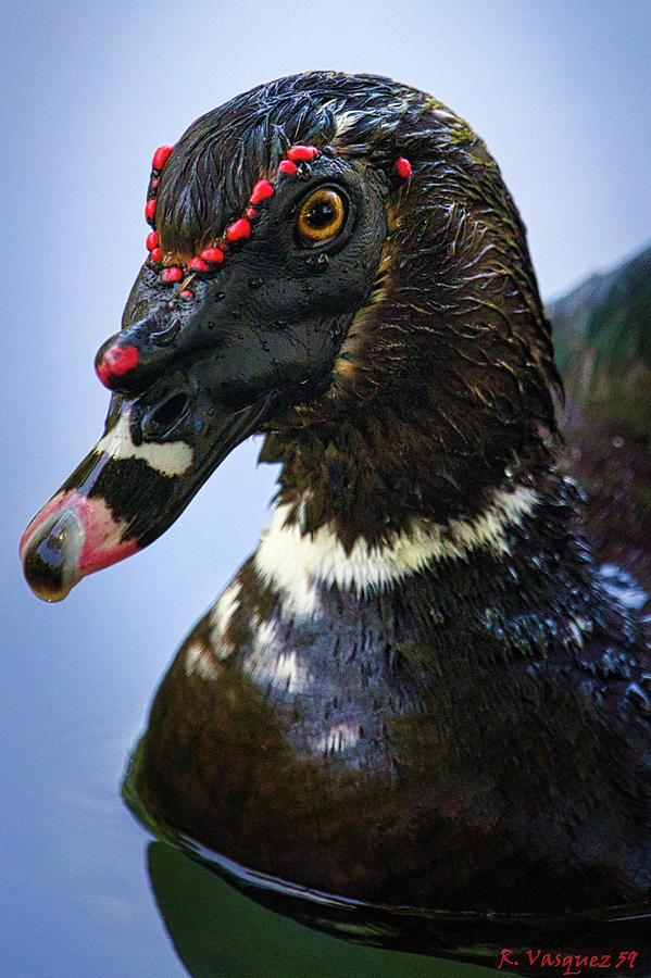 Muscovy Duck Photograph by Rene Vasquez