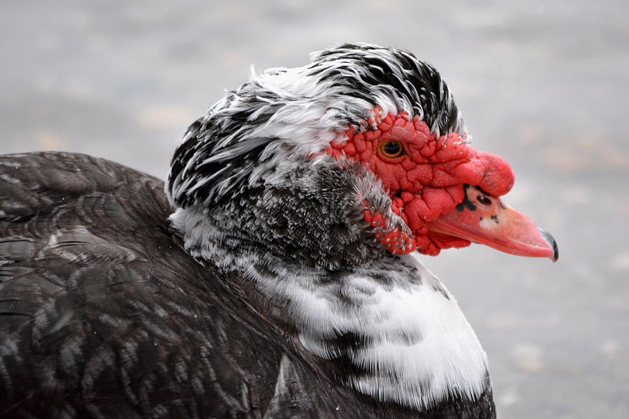 Muscovy Duck Photograph by Richard Andrews