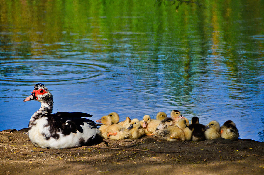 Muscovy Duck with Ducklings, Aruba - 1 Photograph by Alex Vishnevsky ...