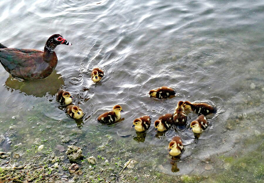 Muscovy Duck with Ducklings Photograph by Lyuba Filatova - Fine Art America