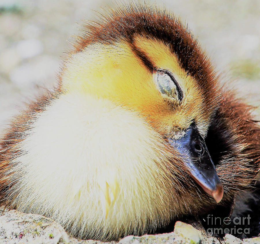Muscovy Duckling napa Photograph by Joanne Carey