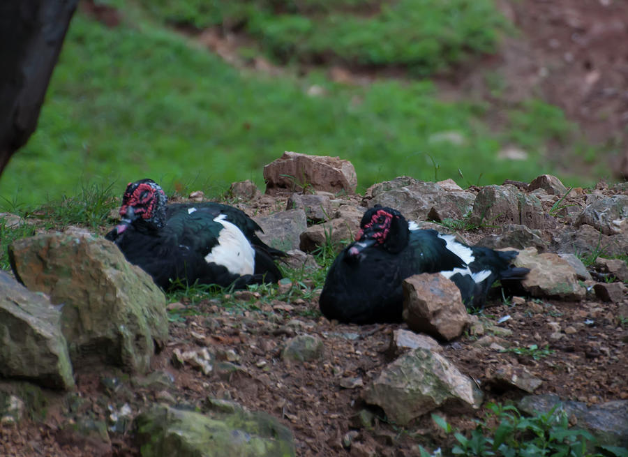 Muscovy ducks Photograph by Flees Photos