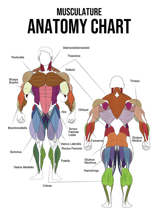 Musculature anatomy chart Digital Art by Matthew Chan - Pixels
