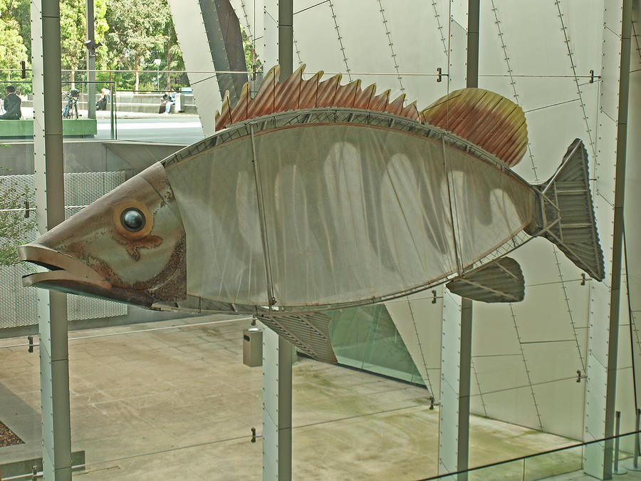 Museum Fish Photograph by Michaela Perryman - Fine Art America