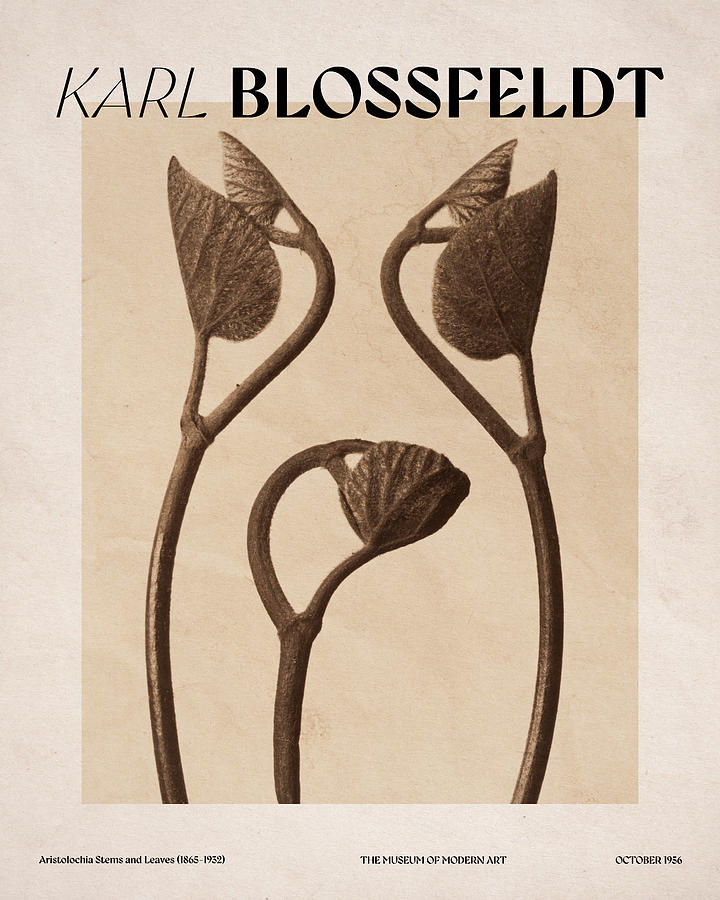 Museum Poster - Karl Blossfeldt III Digital Art by Mike Taylor