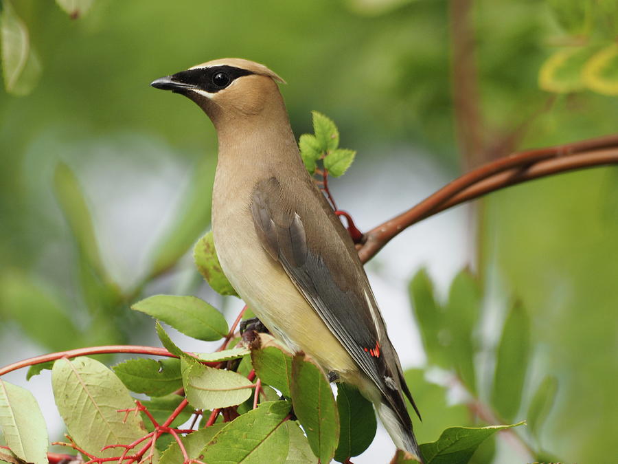 Museum Waxwing Photograph by James Peterson
