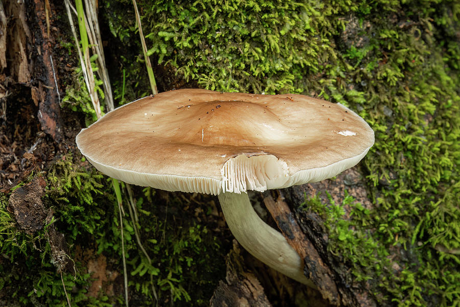 Mushroom-1 Photograph by John Kirkland