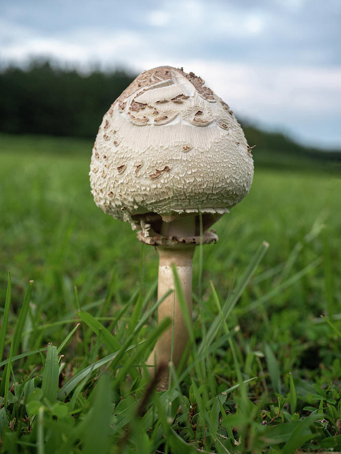Mushroom Photograph - Mushroom #1 by Robby Batte