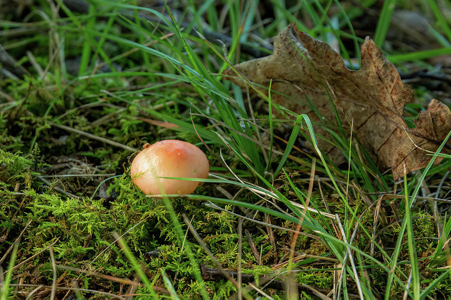 Mushroom-2 Photograph by John Kirkland