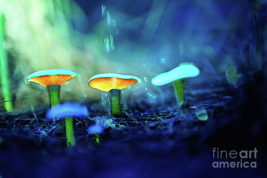 Glowing Mushroom 25 Photograph by Benny Woodoo