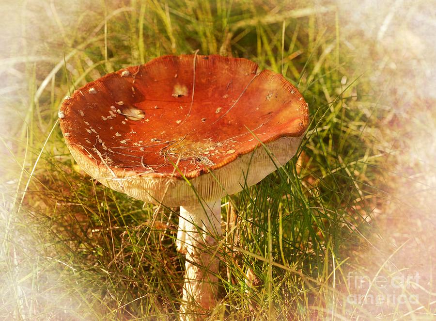 Mushroom 3 Photograph