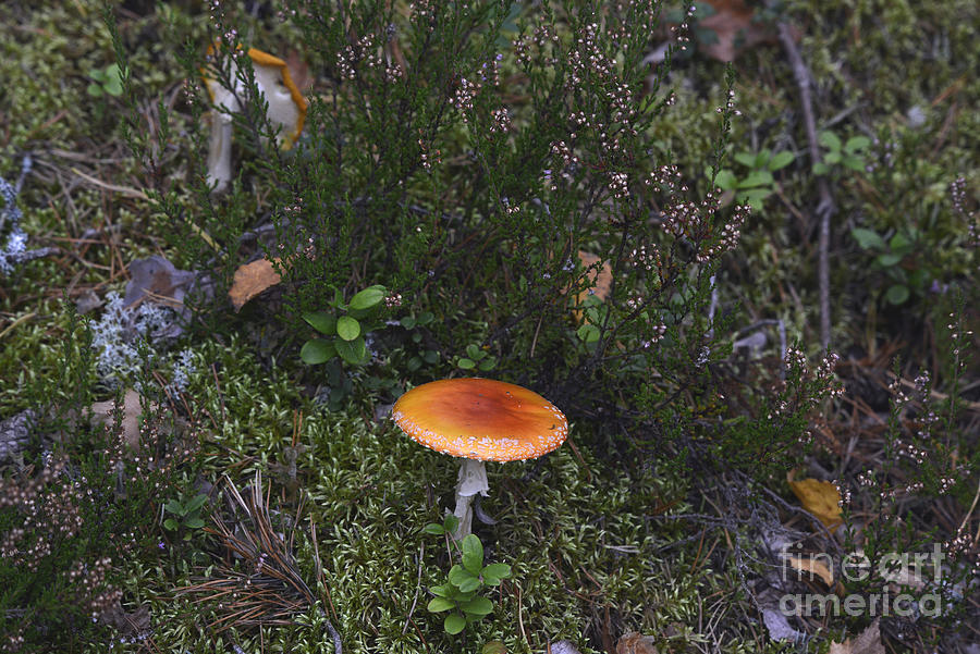Mushroom 4 Photograph
