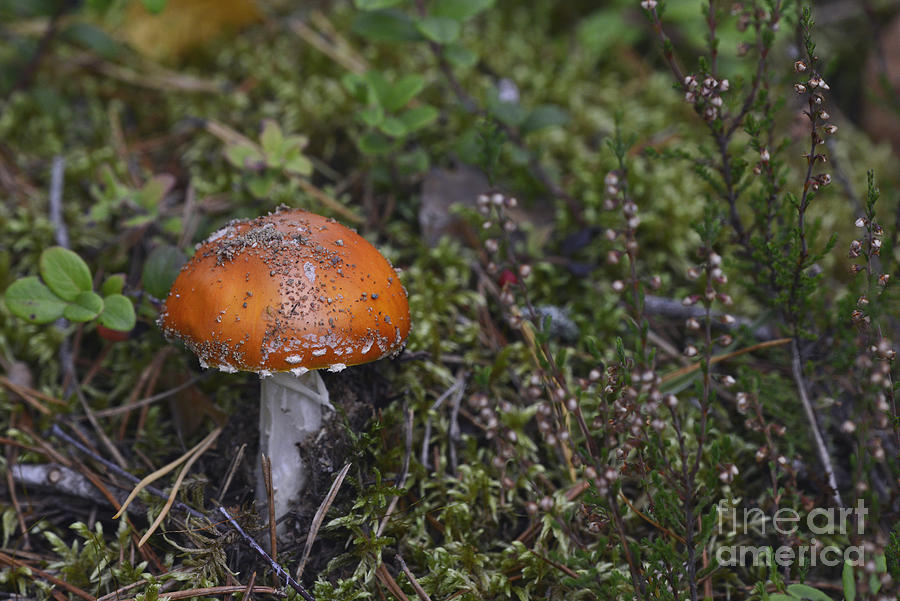 Mushroom 5 Photograph