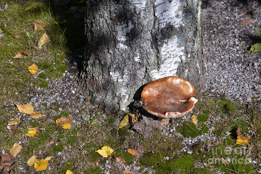 Mushroom 6 Photograph
