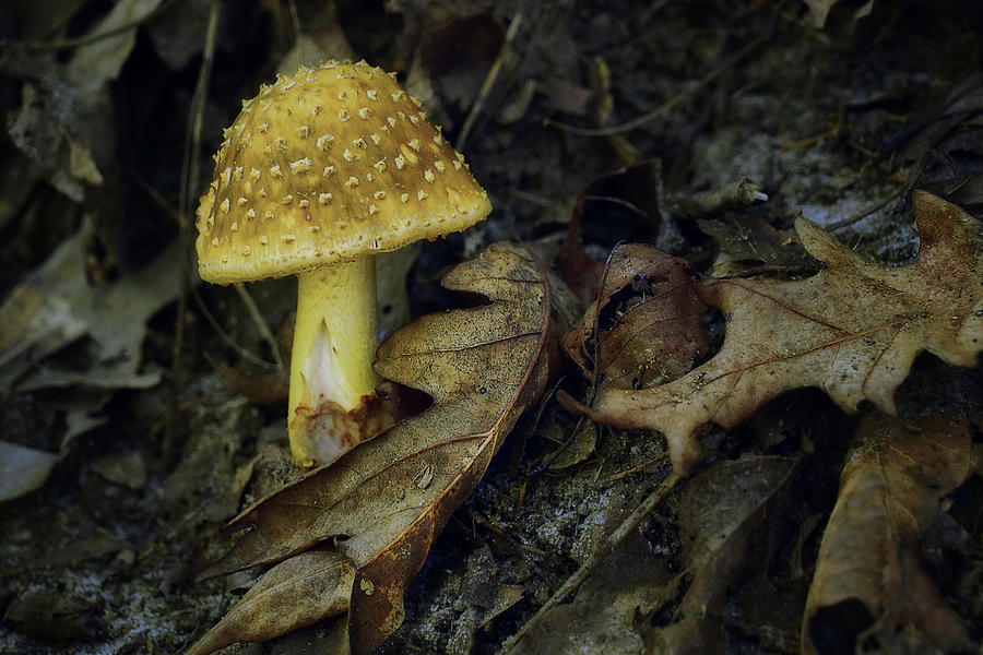 Nature Photograph - Mushroom and Oak Leaves by Nikolyn McDonald