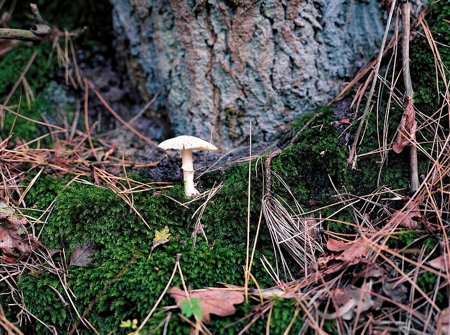 Mushroom And Tree Trunk Photograph