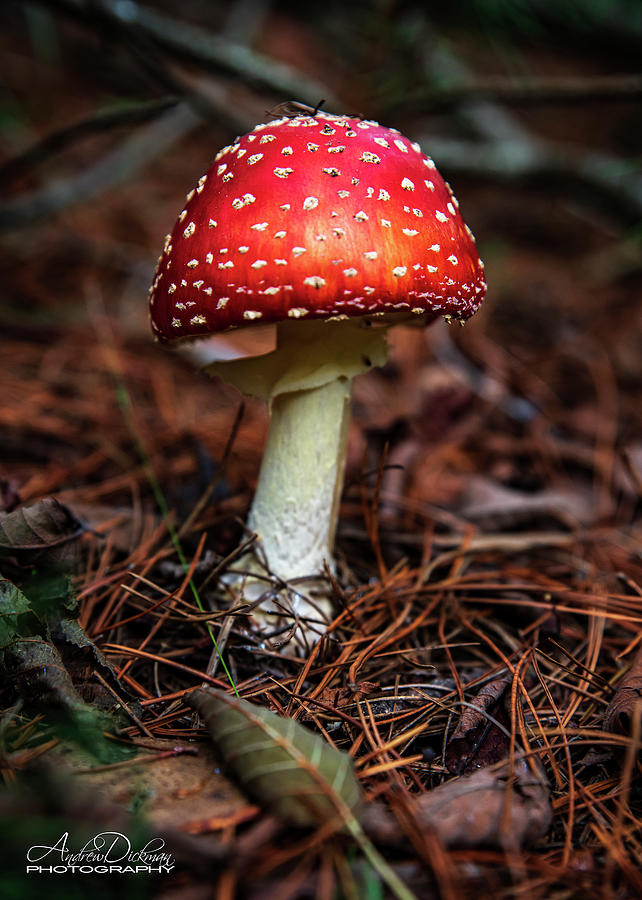 Mushroom Photograph - Mushroom by Andrew Dickman