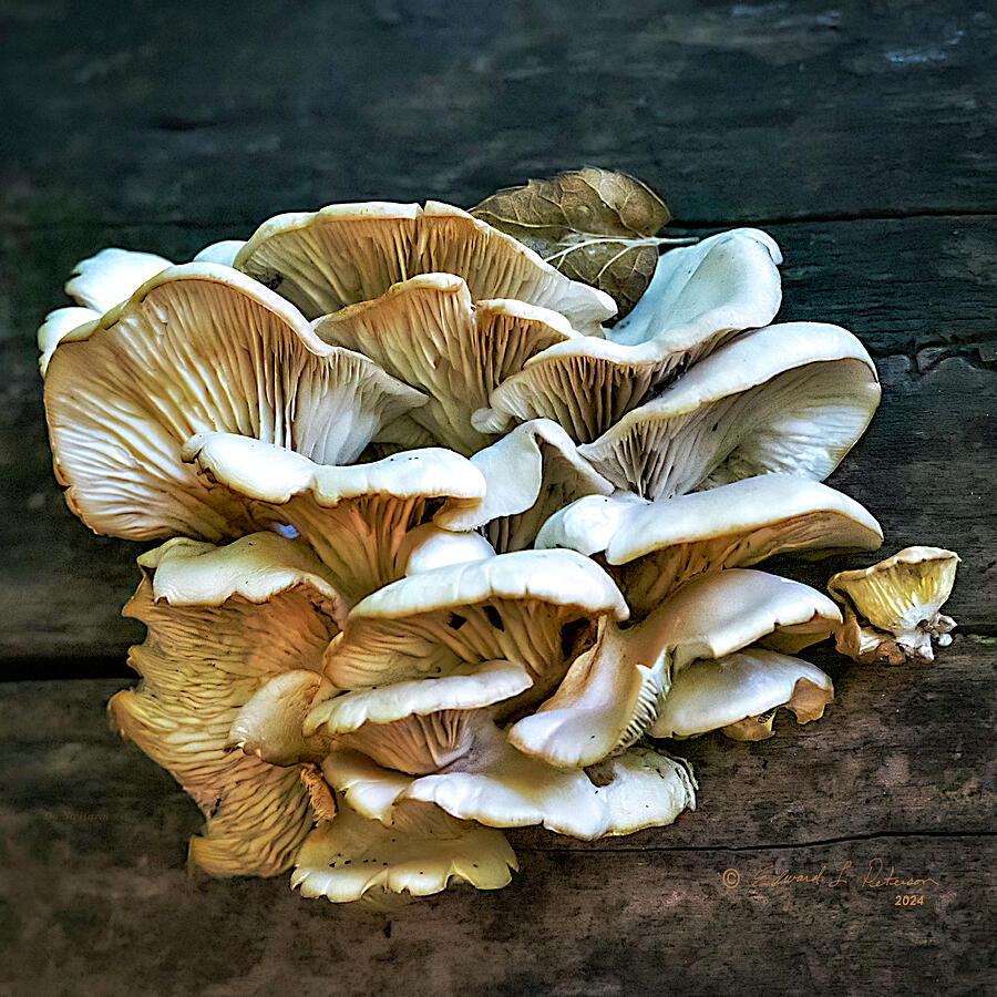 Mushroom Arrangement Photograph by Ed Peterson Mushroom Arrangement Photograph by Ed Peterson