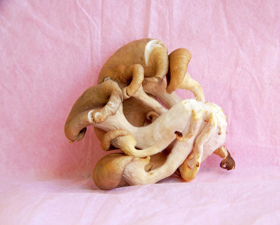 Mushroom Art 2 Photograph by Her Arts Desire