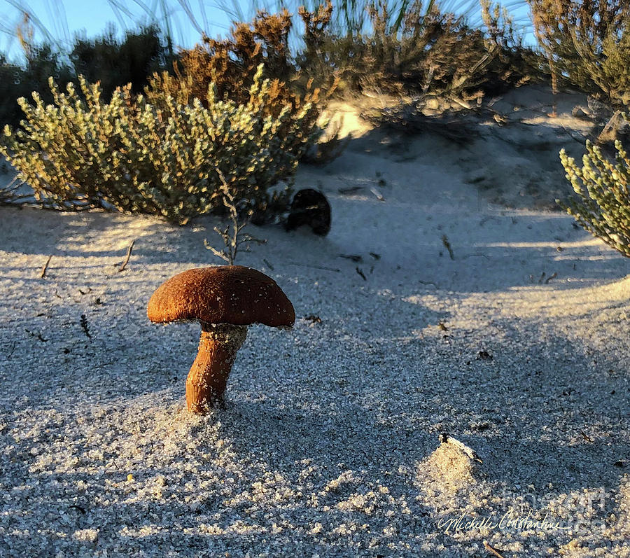 Mushroom at Sandy Neck Beach Photograph by Michelle Constantine