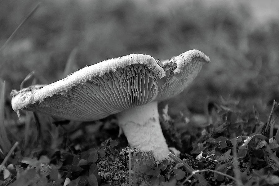 Mushroom   Black And White  Photograph by Christopher Mercer