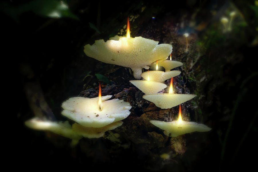 Mushroom Candles by Mark Andrew Thomas