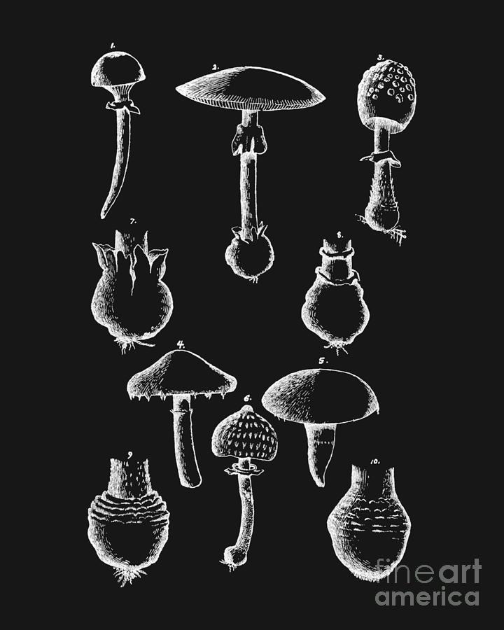 Mushroom Digital Art - Mushroom Chart In White by Madame Memento
