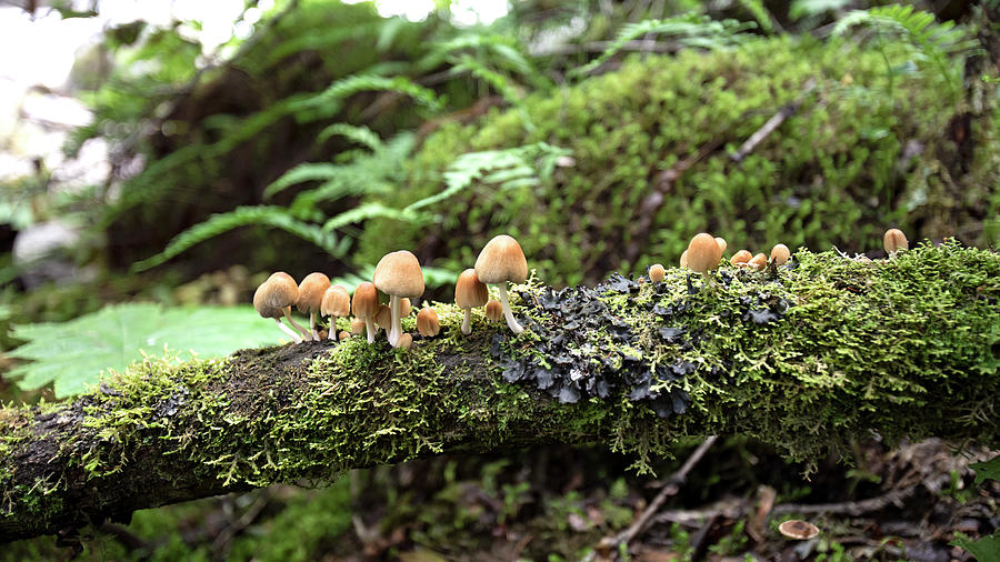 Mushroom Forest Photograph by Christina Carlson