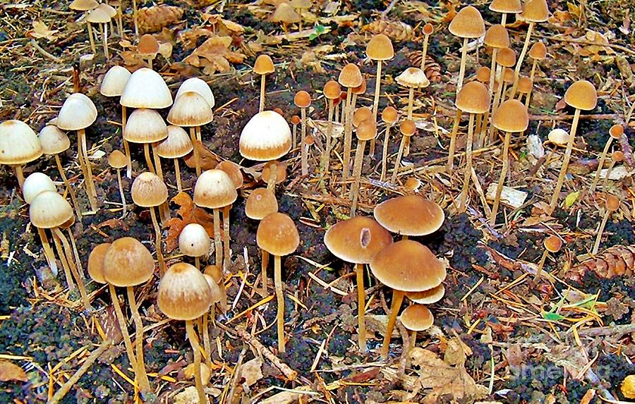 Mushroom City Photograph by Kimberly Furey