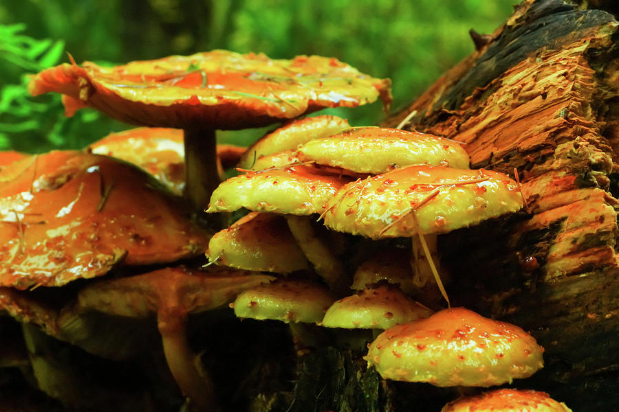 Mushroom Closeup Photograph