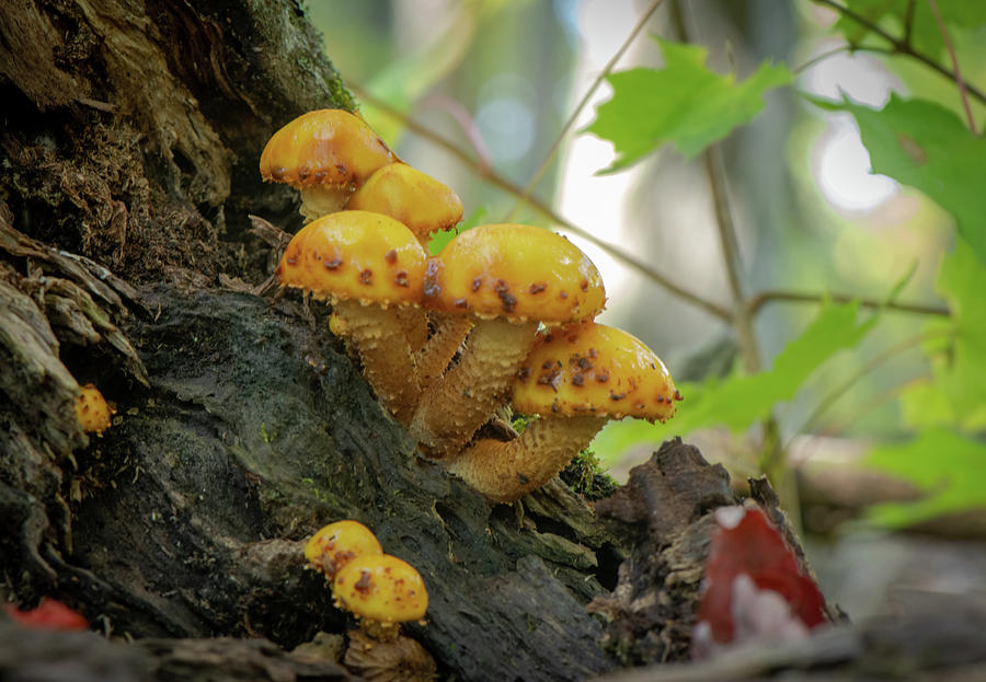 Mushroom Clump Photograph by Paul Freidlund