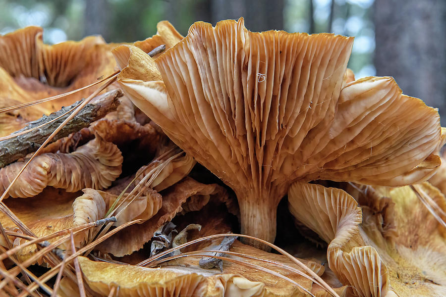 mushroom clusters in yard