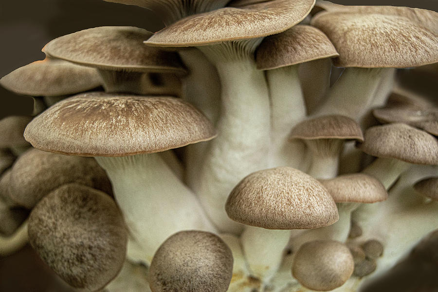 Mushroom Cluster Photograph by Frank Wilson
