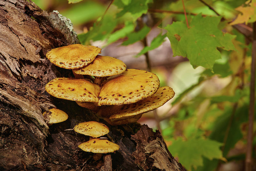 Mushroom Cluster Photograph by Paul Freidlund