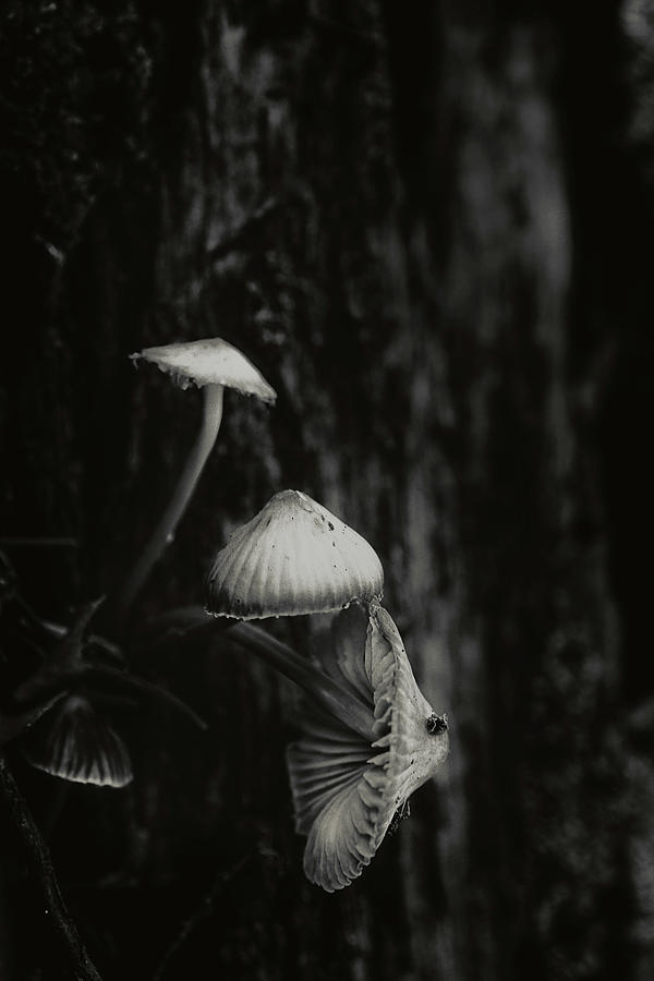 Mushroom Photograph - Mushroom Cluster by Sue Capuano