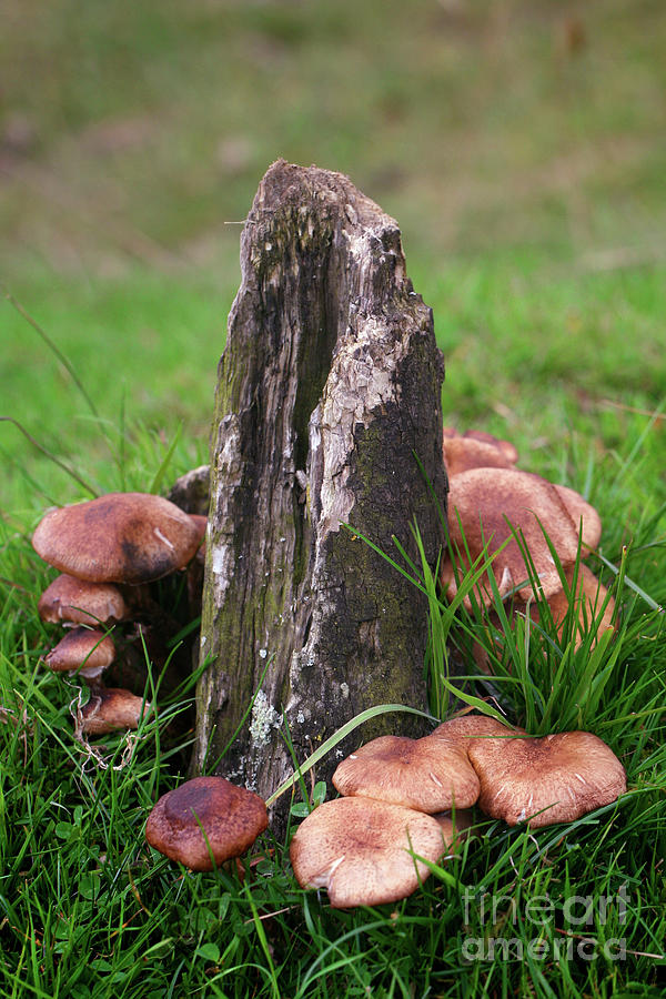 Mushroom Cluster Photograph by Tina Uihlein