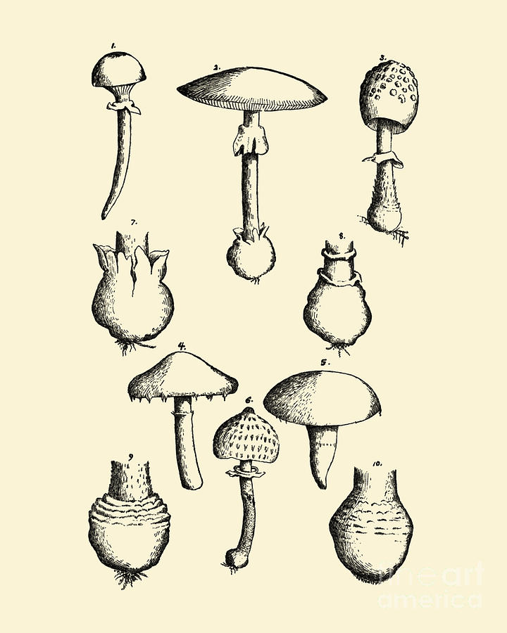 Mushroom Digital Art - Mushroom Collection by Madame Memento