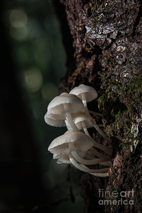 Mushroom Colony 2 Photograph by Wendy Elliott