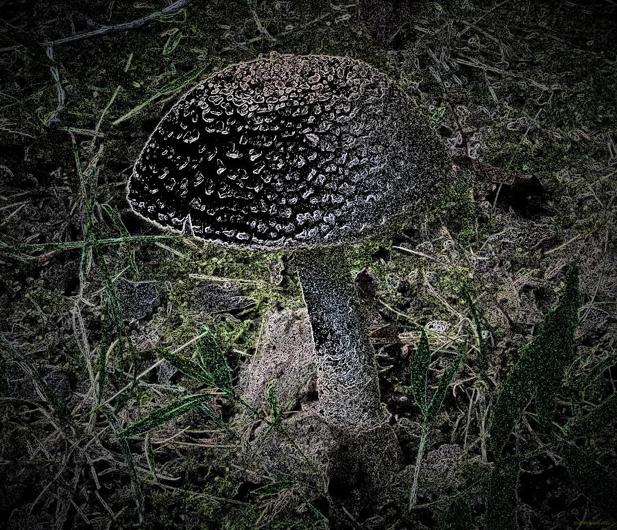 Mushroom Color On White Side View Photograph by Charles Wivell - Fine ...