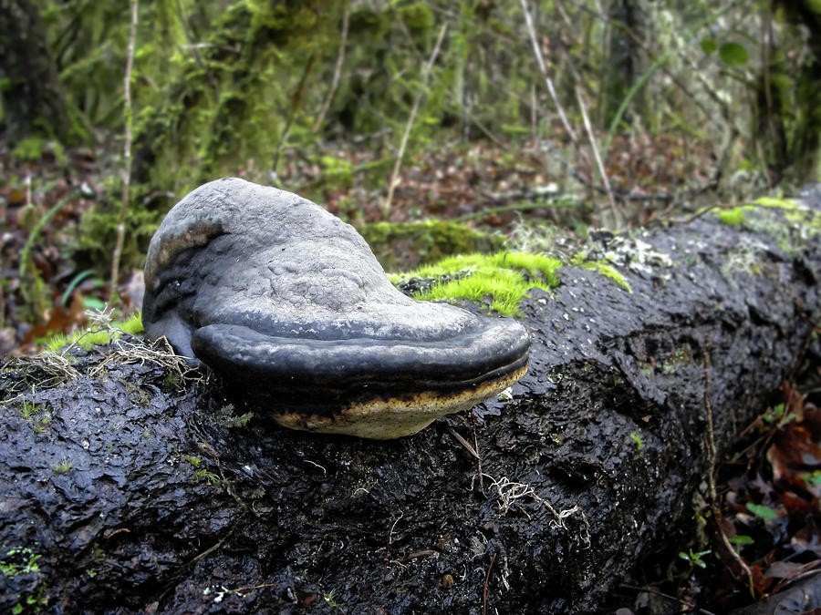 Mushroom conch on mossy log Photograph by Will Sylwester