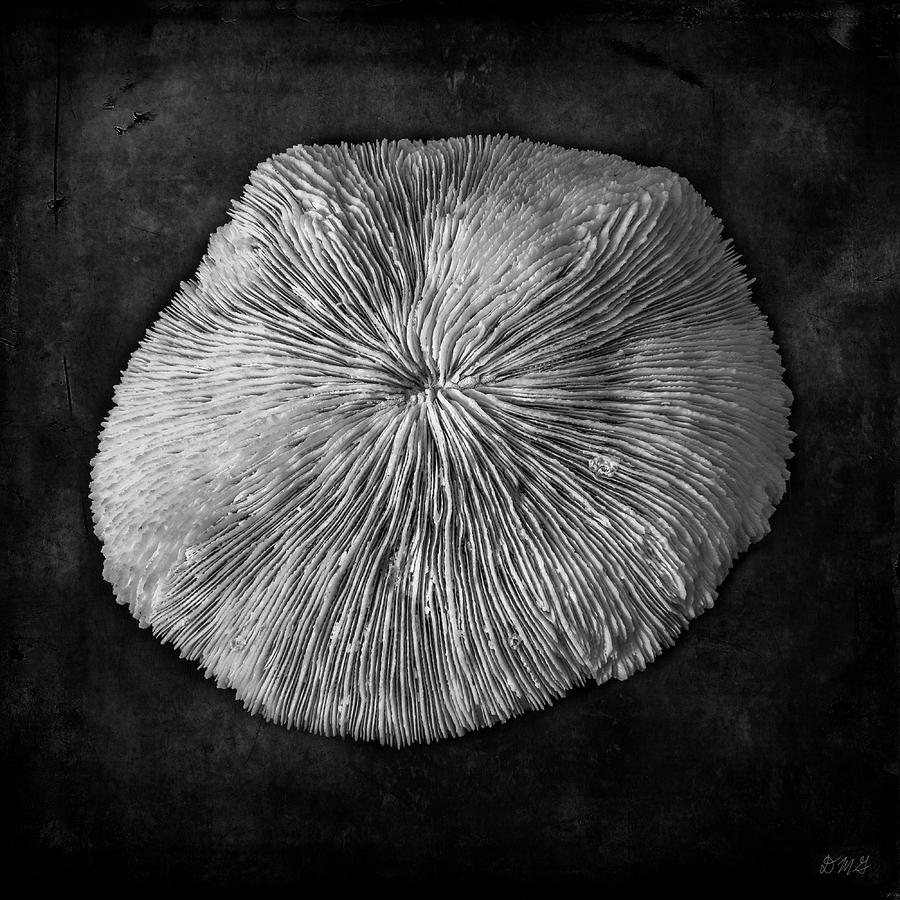 Mushroom Coral BW Photograph by David Gordon