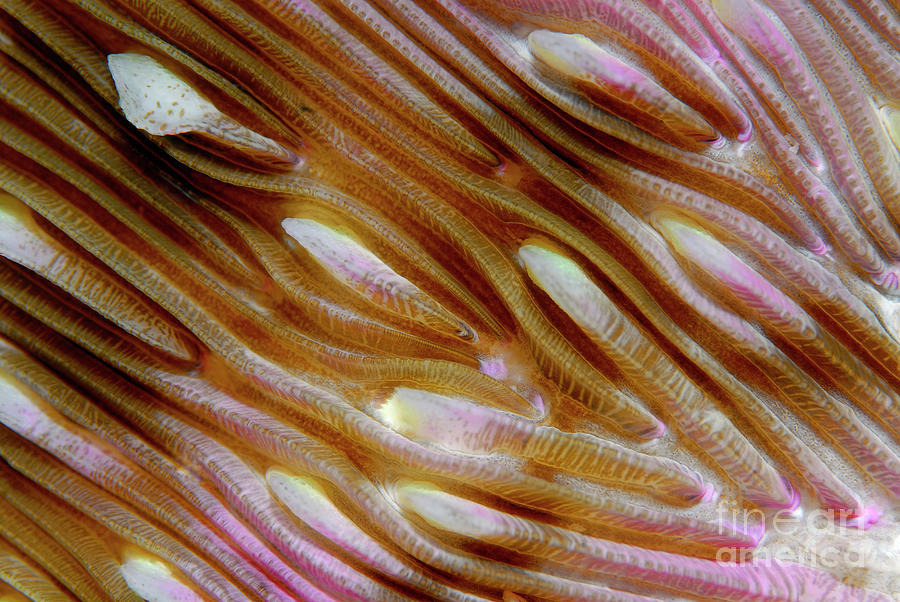 Mushroom Coral Detail Photograph by Hans Leijnse