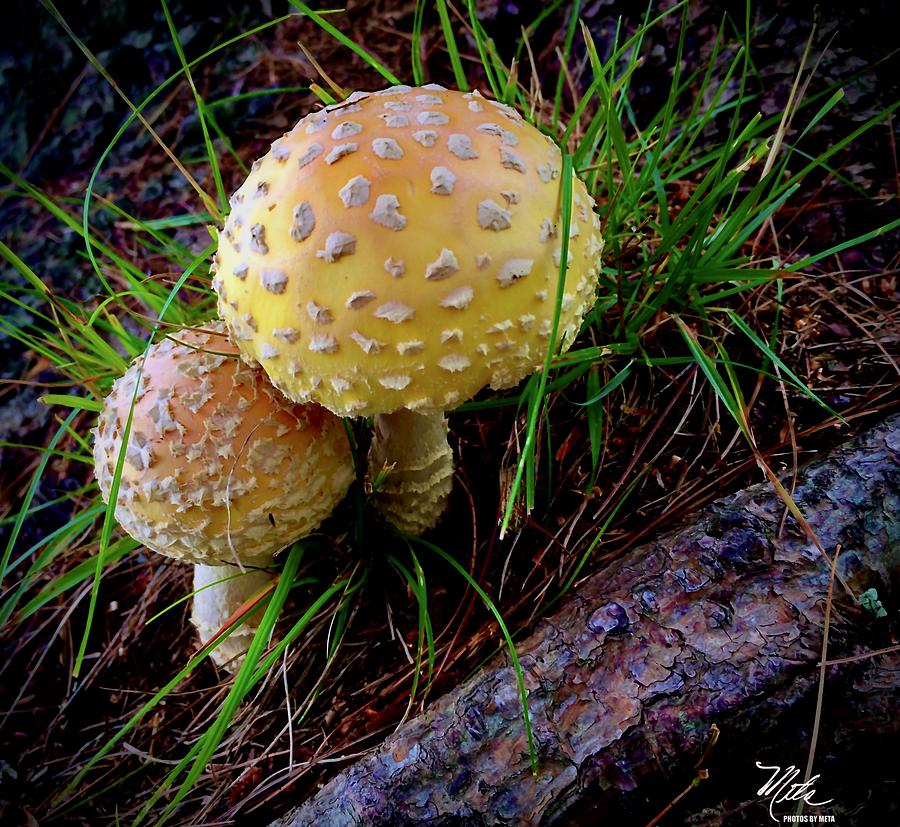 Mushroom cuddle Photograph by Meta Gatschenberger