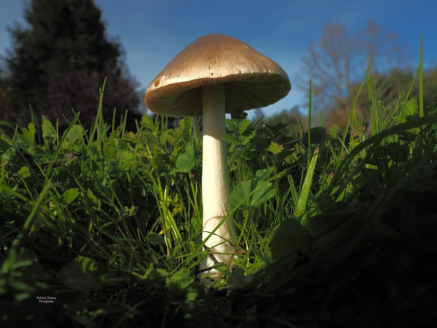 Mushroom Direction Photograph by Richard Thomas
