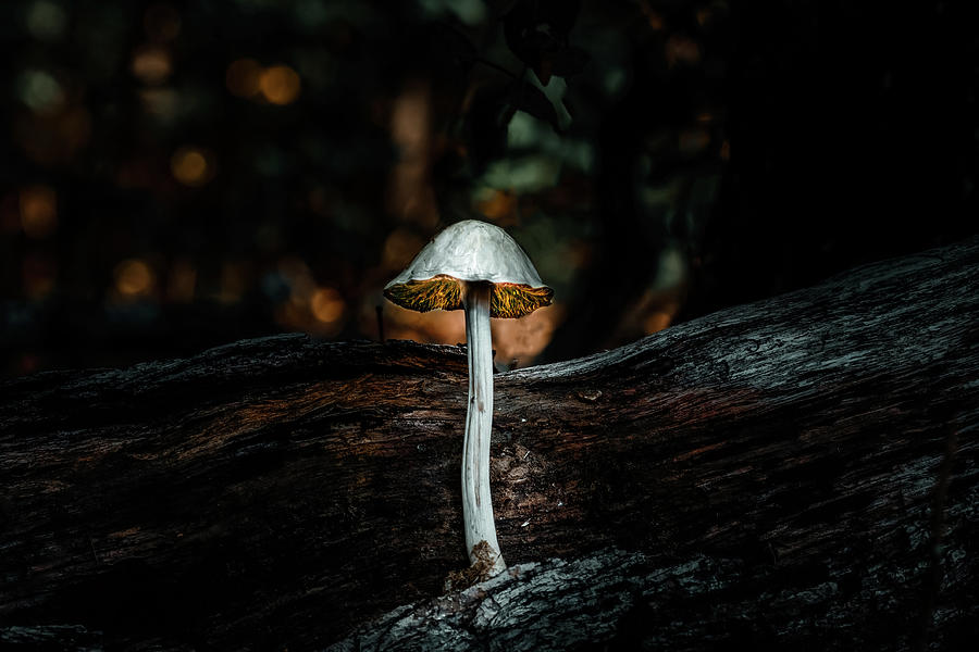 Mushroom Photograph by Doug Long