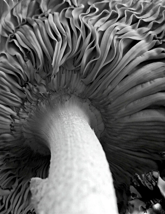 black and white 1 mushrooms