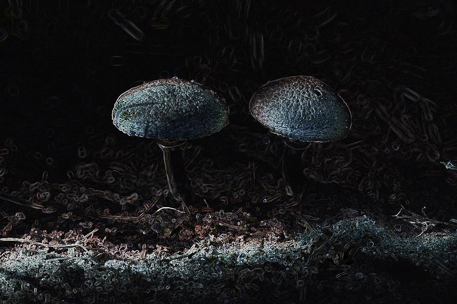 Mushroom Dreams Photograph