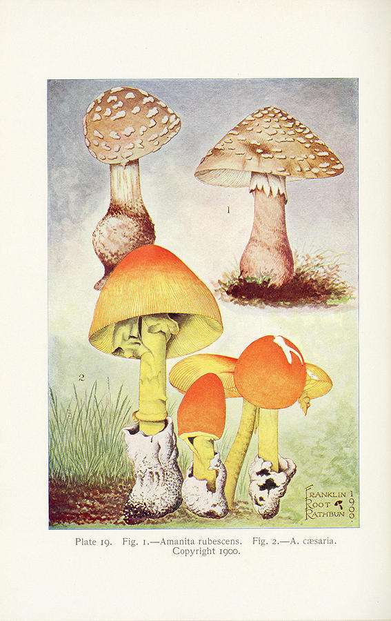 Mushroom, Edible, Poisonous, Etc,  Drawing by F R Rathburn