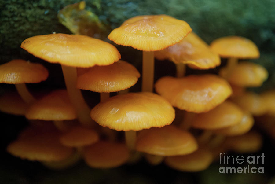 Mushroom Family Botanical / Nature Photograph Photograph by PIPA Fine Art - Simply Solid